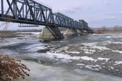 Камыш Заря